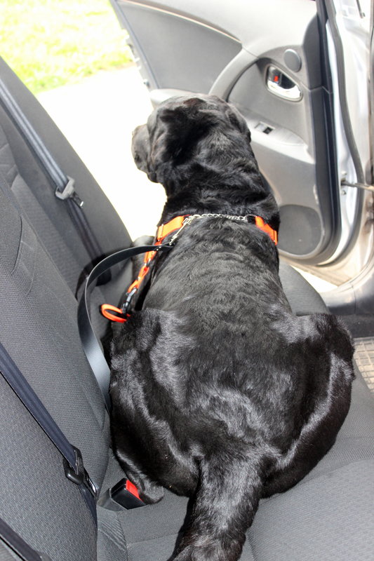 Suņu drošības josta automašīnai platums 2,5 cm, biezums 1,5 mm