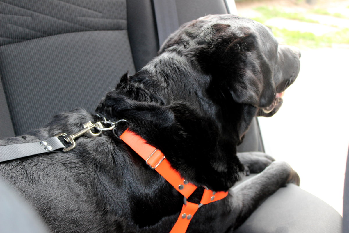 Suņu drošības josta automašīnai platums 2,5 cm, biezums 1,5 mm