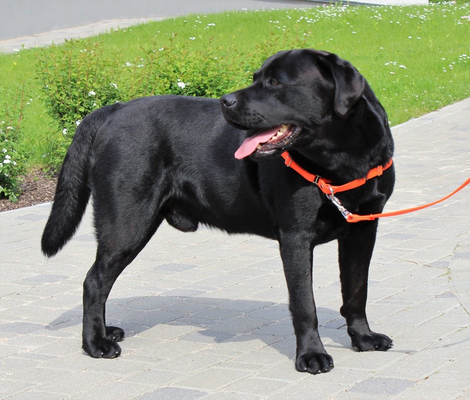 Anti pull dog harness width 1,9 cm, thickness 1,5 mm