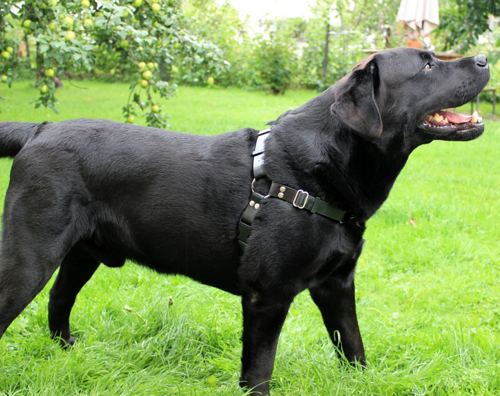 Anti pull dog harness width 2.5 cm, thickness 1,5 mm