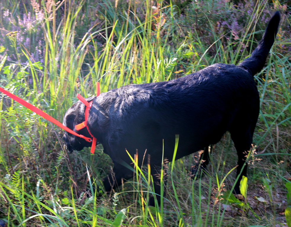 Охотничий ошейник для собаки оранжевый , ширина 2,5 см