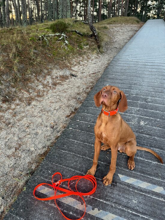 Long hunting leash 5 m, width 1.9 cm, thickness 2.5 mm, without handle