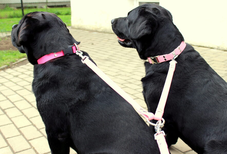  Dual dog Leash width 1,9 cm, thickness 2,5 mm