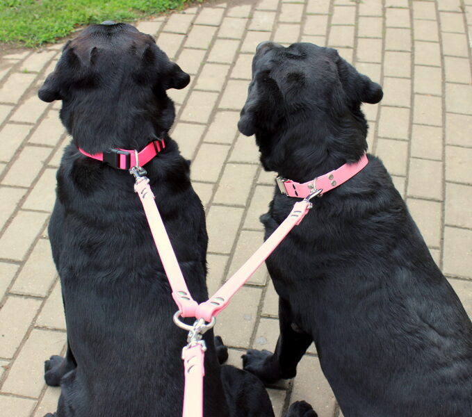 Dual Dog Leash width 1,2 cm,  thickness 2,5 mm