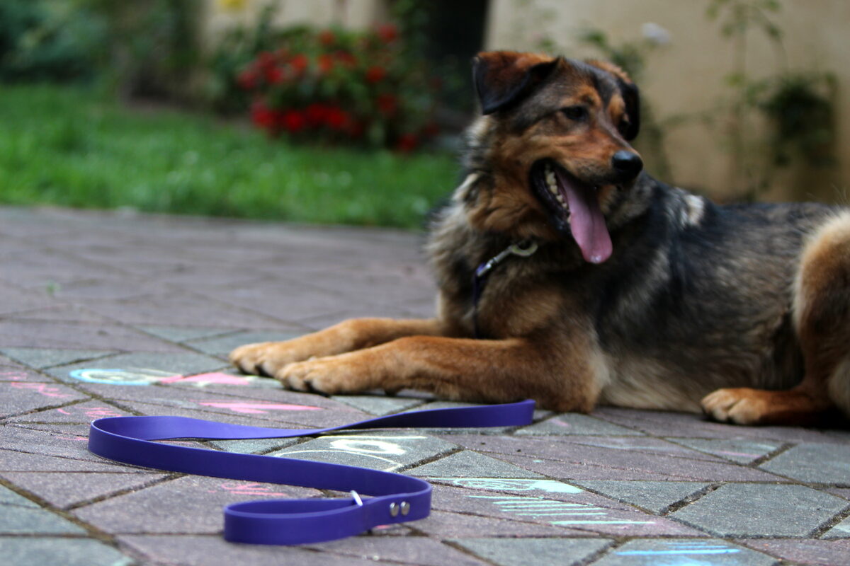 Zicollars dog leash dog collar beautiful dog dog accessories dog accessory shop