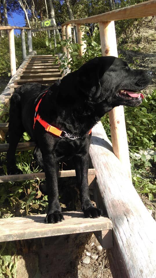 Zicollars black labrador dog leash dog collar dog harness antipull harness dog accessories